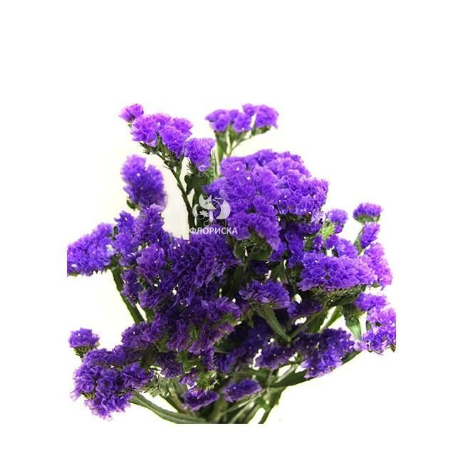 Зелень &laquo;Статица сиреневая&raquo;