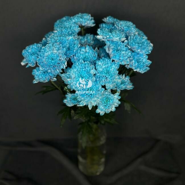 Хризантема кустовая &laquo;Синяя&raquo;