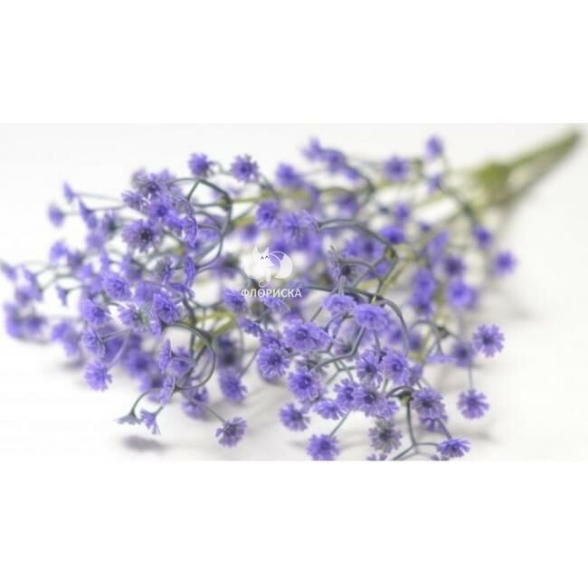 Гипсофила &laquo;Сиреневая&raquo;