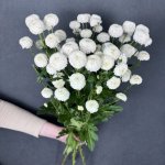 Хризантема кустовая &laquo;Ньютон&raquo;