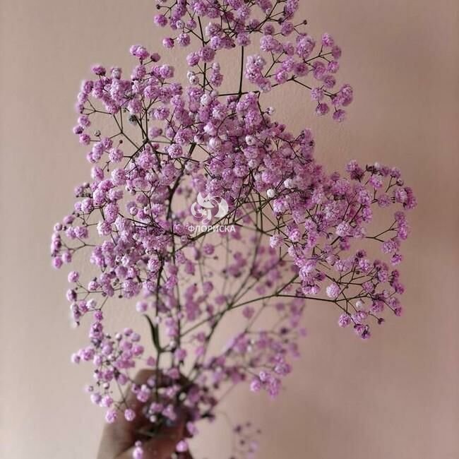 Гипсофила &laquo;Розовая&raquo;