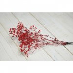 Гипсофила &laquo;Красная&raquo;