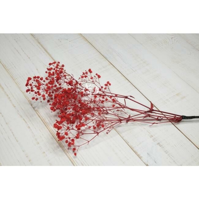 Гипсофила &laquo;Красная&raquo;