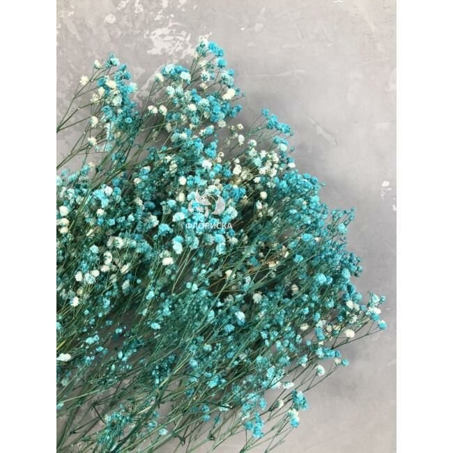 Гипсофила &laquo;Бирюзовая&raquo;