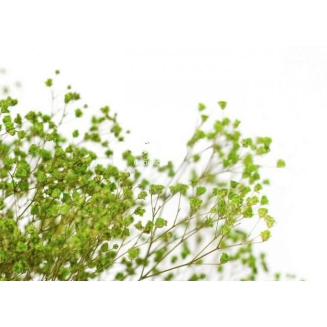 Гипсофила &laquo;Зеленая&raquo;