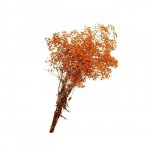 Гипсофила &laquo;Оранжевая&raquo;