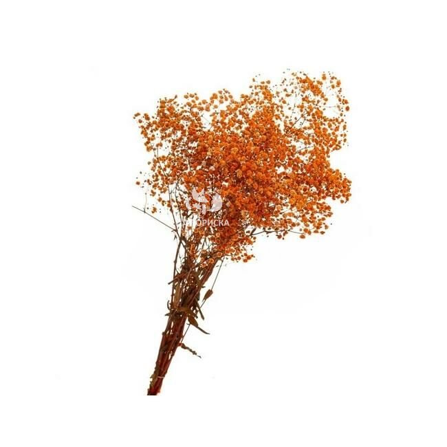 Гипсофила &laquo;Оранжевая&raquo;