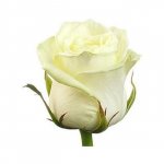 Роза &laquo;Белая кения&raquo;