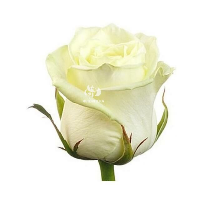 Роза &laquo;Белая кения&raquo;