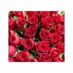 Роза &laquo;Красная кения&raquo;