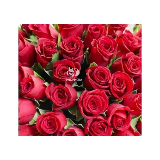 Роза &laquo;Красная кения&raquo;
