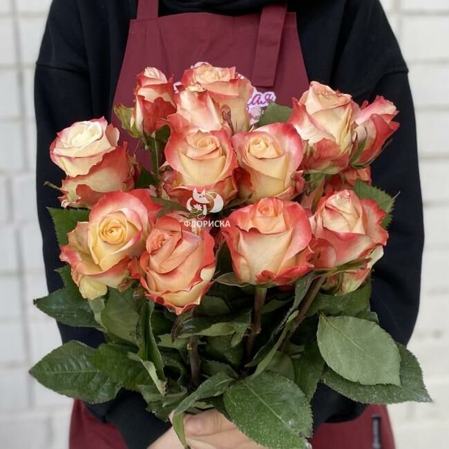 Роза &laquo;Кабарет&raquo;