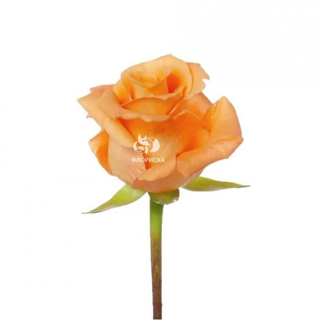 Роза &laquo;Кхала&raquo;