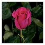 Роза &laquo;Пинк&raquo;