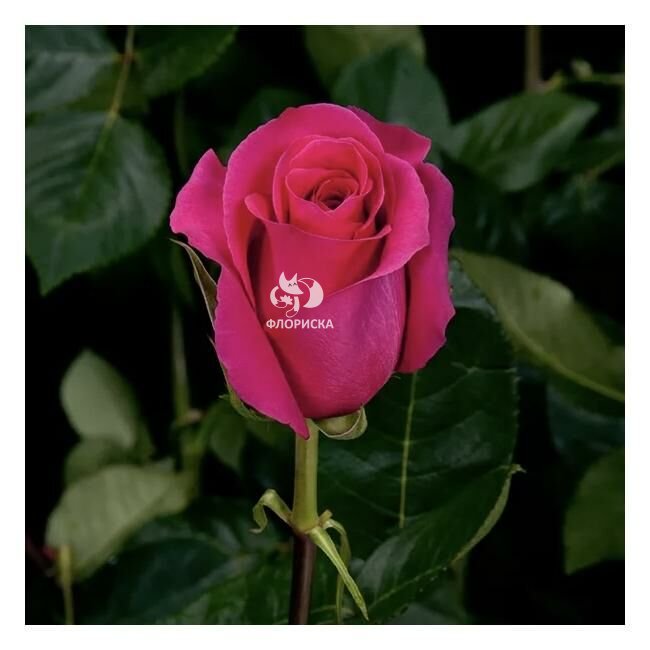 Роза &laquo;Пинк&raquo;