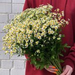 Букет с ромашками &laquo;Эстетика&raquo;