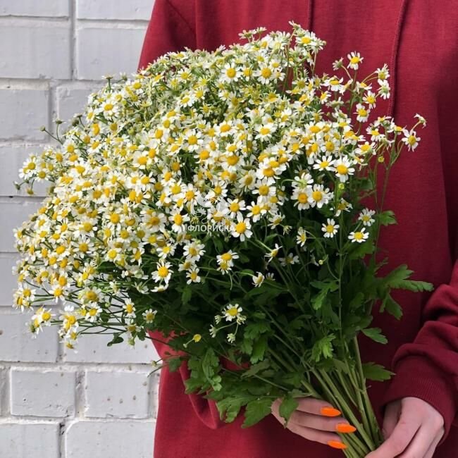 Букет с ромашками &laquo;Эстетика&raquo;