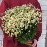 Букет с ромашками &laquo;Эстетика&raquo;