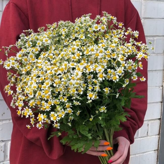 Букет с ромашками &laquo;Эстетика&raquo;