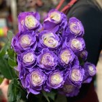 Роза &laquo;Гелакси&raquo;