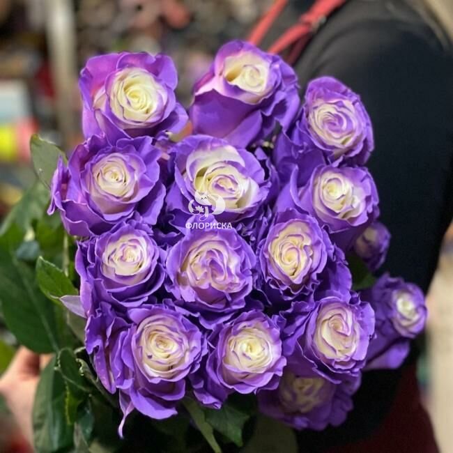 Роза &laquo;Гелакси&raquo;