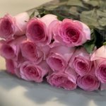 Роза &laquo;Мандала&raquo;