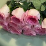 Роза &laquo;Мандала&raquo;