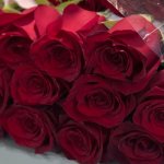 Роза &laquo;Экспловер&raquo;