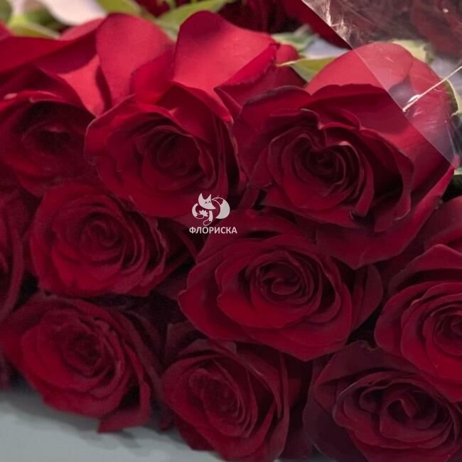 Роза &laquo;Экспловер&raquo;