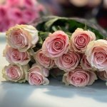 Роза &laquo;Фрутета&raquo;