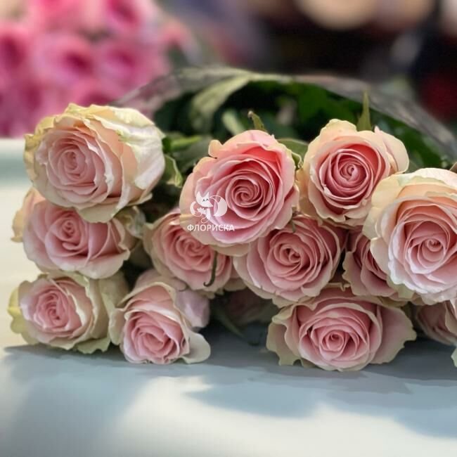 Роза &laquo;Фрутета&raquo;