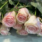 Роза &laquo;Фрутета&raquo;