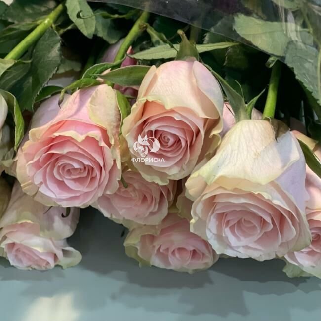 Роза &laquo;Фрутета&raquo;