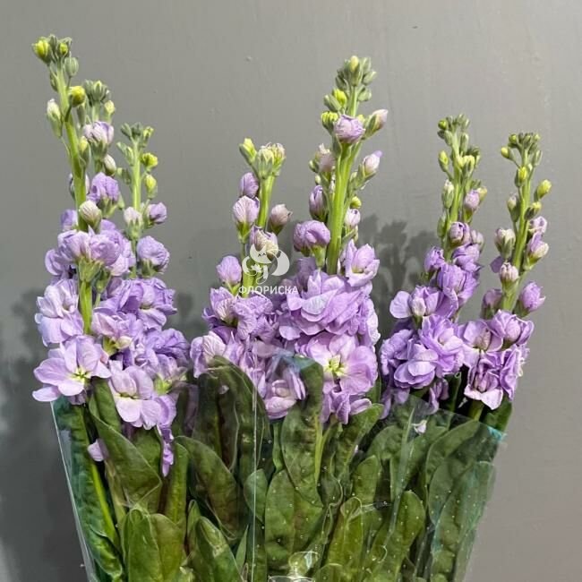 Маттиола &laquo;Лавандовая&raquo;