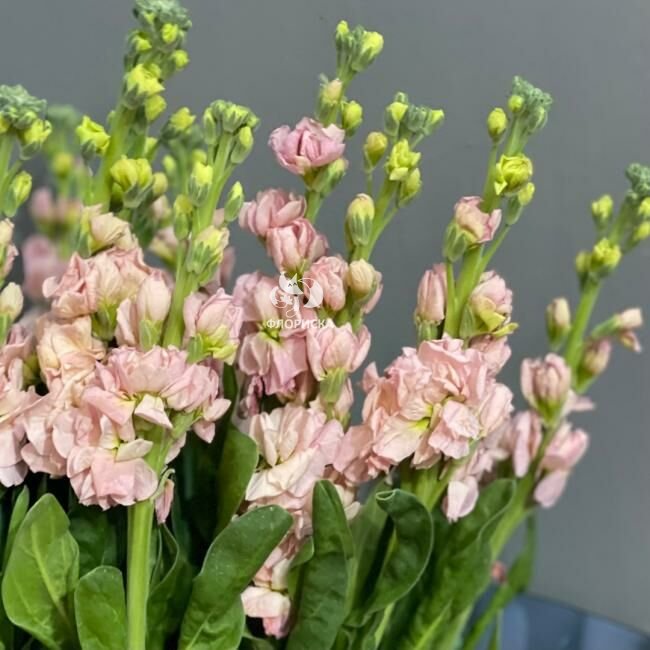 Маттиола &laquo;Кремовая&raquo;