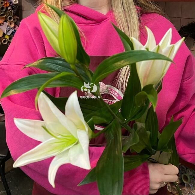 Лилия &laquo;Белоснежка&raquo;