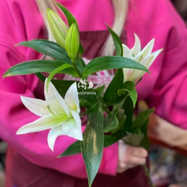 Лилия &laquo;Белоснежка&raquo;