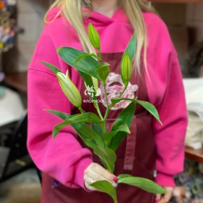 Лилия &laquo;Закрытая&raquo;&lrm;