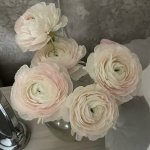 Ранункулюс &laquo;Нежно - розовый&raquo;