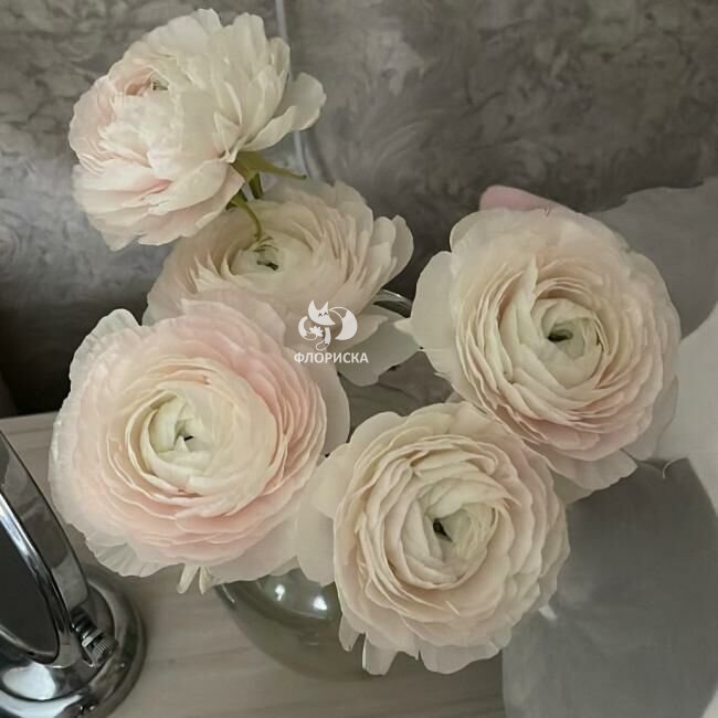 Ранункулюс &laquo;Нежно - розовый&raquo;