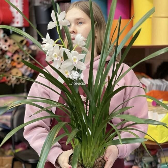 Цимбидиум &laquo;Белый&raquo;