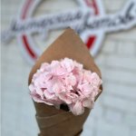 Гортензия &laquo;Нежно-розовая&raquo;