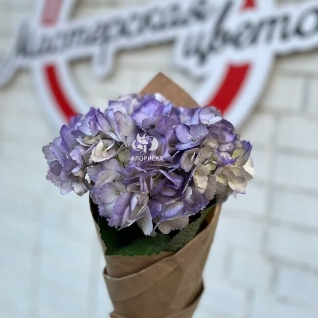 Гортензия &laquo;Нежно - фиолетовая &raquo;