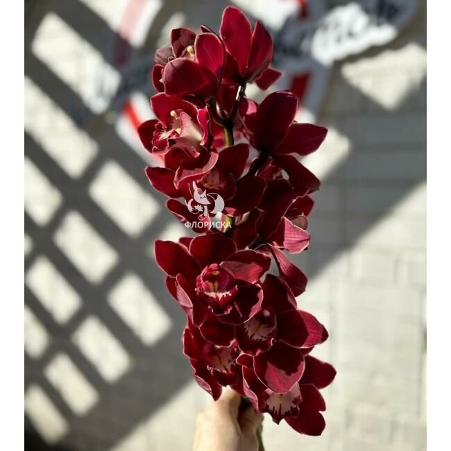 Орхидея &laquo;Бордовая&raquo;