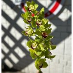 Орхидея &laquo;Зеленая&raquo;