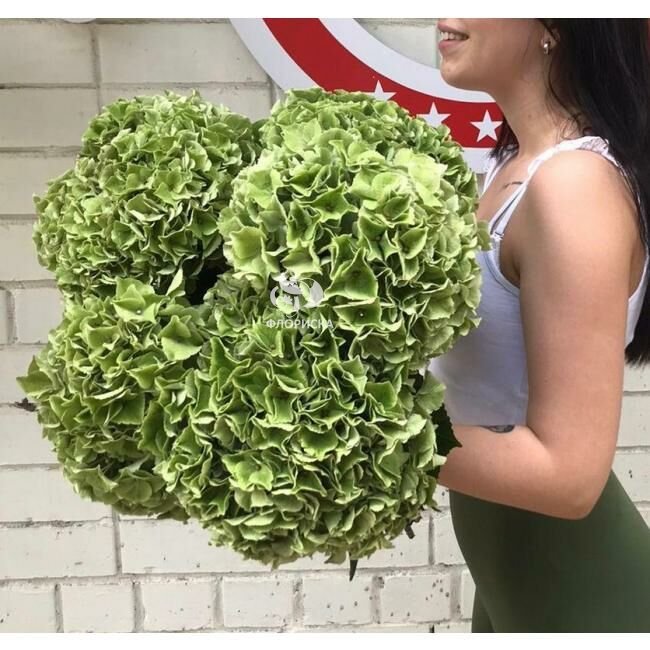 Гортензия  &laquo;Зеленая&raquo;