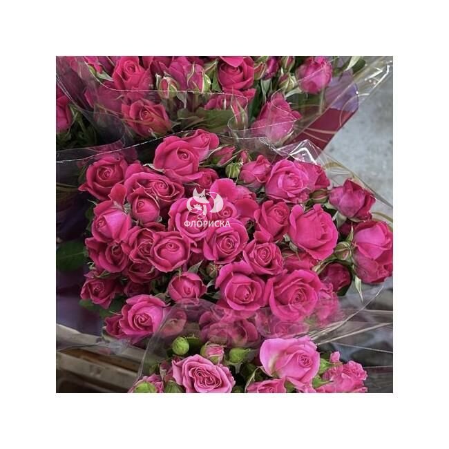 Кустовая роза &laquo;Малиновая&raquo;