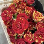 Кустовая роза &laquo;Огонь&raquo;