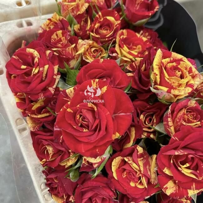 Кустовая роза &laquo;Огонь&raquo;