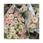 Кустовая роза &laquo;Неженка&raquo;